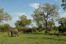 Afrikanischer Elefant (106 von 131).jpg